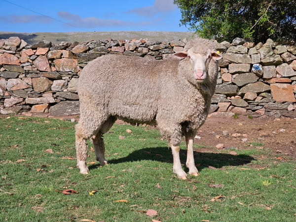 Lote (Vendido)Carneros, Lavalleja