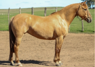 Lote GAVIOTA DE LA COLINA