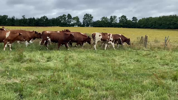 Lote 20 Novillo Gordo en Los Muermos, X Región Los Lagos
