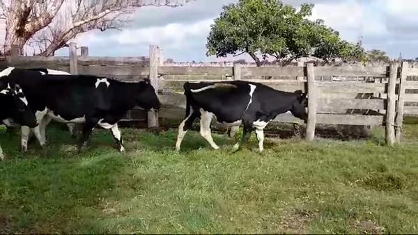 Lote 12 Vaquillonas holando HOLANDO 350kg -  en PANTANOSO