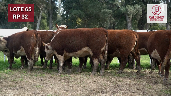 Lote VAQUILLONAS PURAS REGISTRADAS PREÑADAS POR SERV. NATURAL PARICIÓN PRIMAVERA