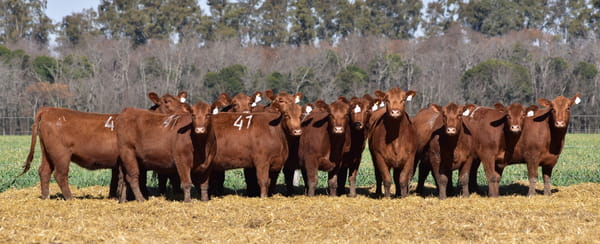 Lote VAQUILLONAS ANGUS PC OTOÑO