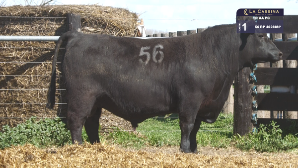 56 40288N* — TOROS ANGUS PURO CONTROLADO