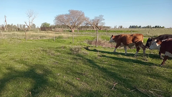 Lote 15 Novillitos Braford y sus cruzas en Naré, Santa Fe