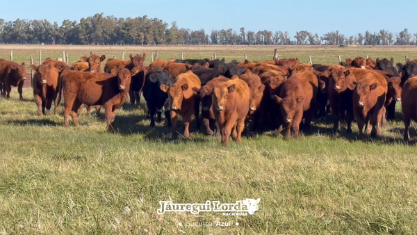Lote 66 Terneros