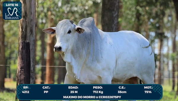 Lote LOTE 16