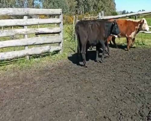 Lote (Vendido)5 Terneras Holando 185kg -  en Rocho