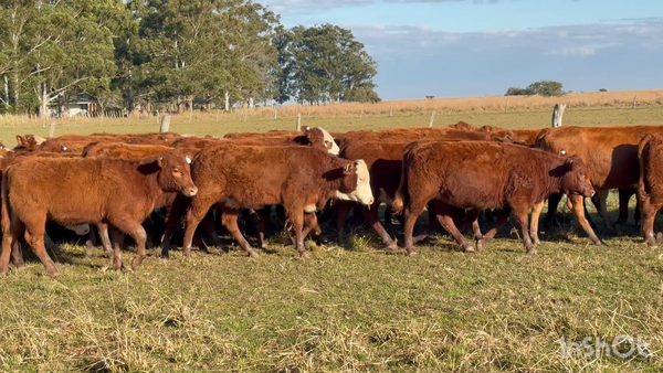 Lote 72 Terneras y vaquillas en Corrientes, Mercedes