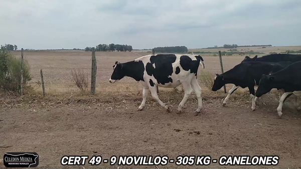 Lote 9 Novillos 1 a 2 años en Canelones
