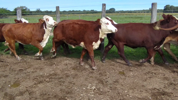 Lote 39 Vaquillonas en Laguna Limpia, Chaco