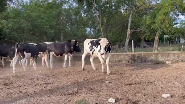 Lote Novillos