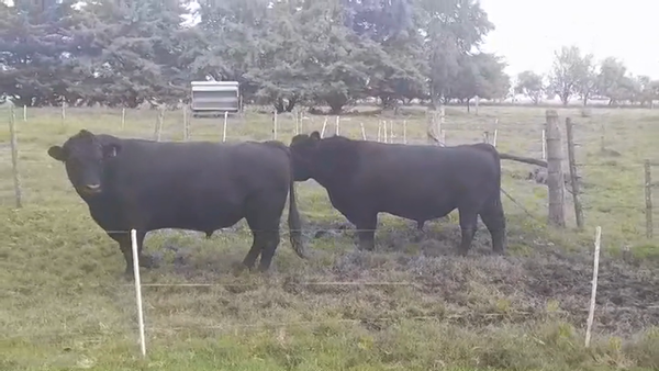 Lote 2 Toros ANGUS 850kg -  en SAN JAVIER