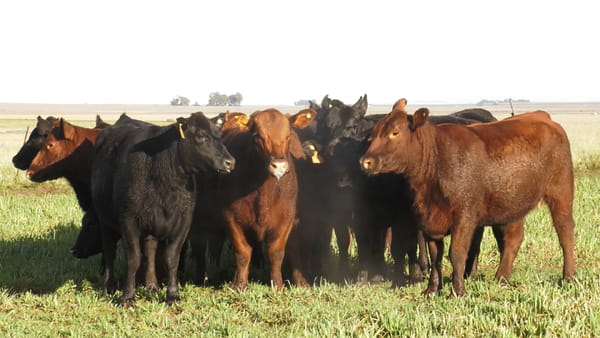 Lote LA LEGUA: VAQ. ANGUS NEGRAS  Y COLORADAS MAS C/GTÍA DE PREÑEZ