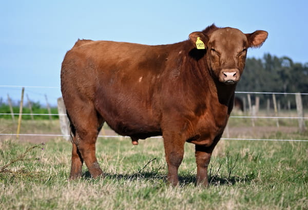 Lote TOROS PUROS DE PEDIGREE