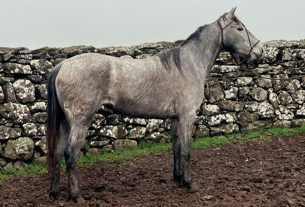 Lote FANTA GAITERA