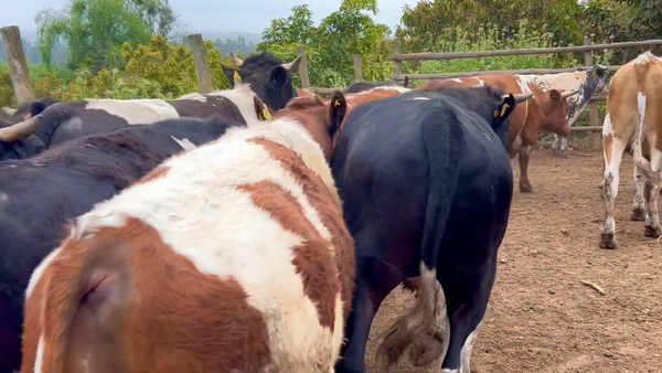 Lote 20 Novillo Gordo en Melipilla, Región Metropolitana