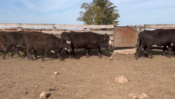 Lote Vacas Preñadas