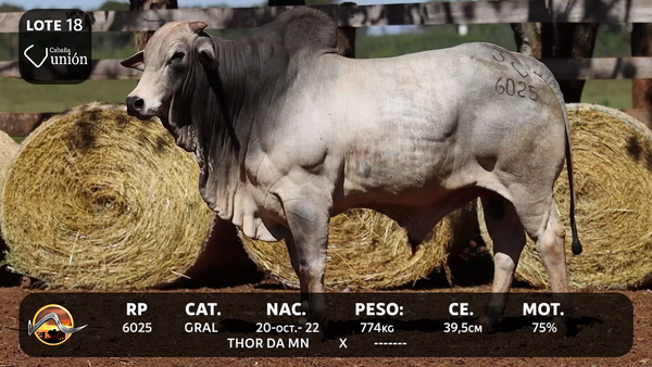 Lote LOTE 18