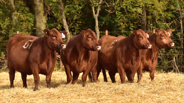 Lote VACAS ANGUS 2° SERV