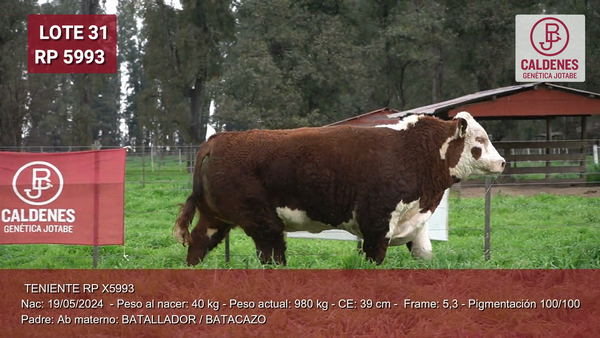 Lote Toro PP