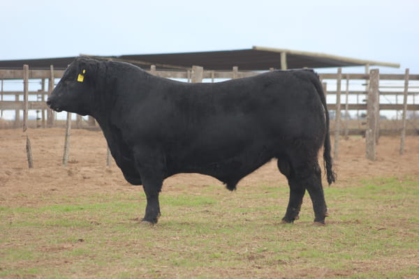 Lote TOROS PUROS DE PEDIGREE