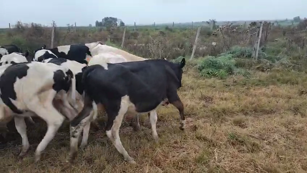 Lote 15 Terneros, San José