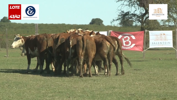 Lote Vaquillas Braford Generales Señal ´20-Preñadas IATF (22-12-2022) y Servicio Colectivo (27/12/21 al 05/02/22)