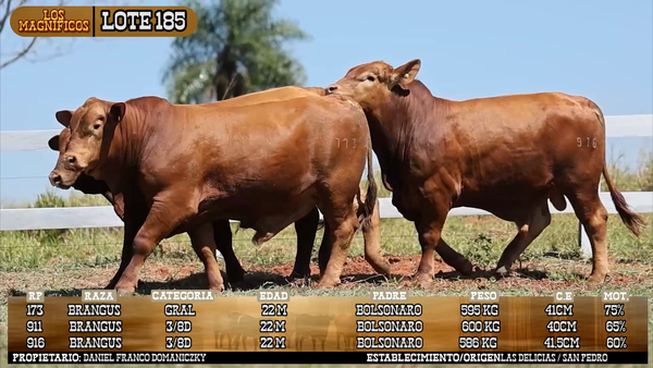 Lote LOTE 185 - VIVO
