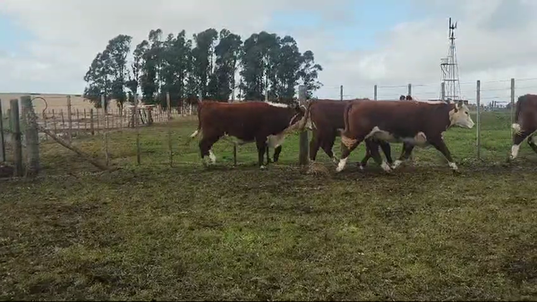 Lote TERNERAS  - CHARA HUINCA