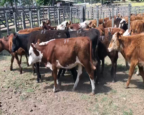 Lote 13 Terneras en Cerro Largo, Cerro Largo