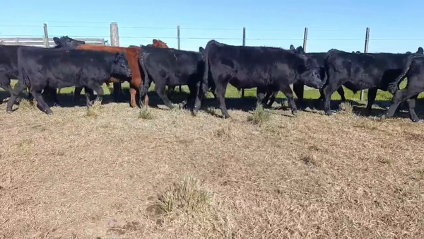 Lote 42 Terneros/as