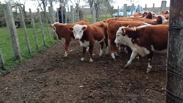 Lote 21 terneras Polled Hereford de Walter Stoletniy.