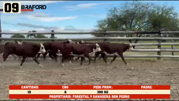 Lote LOTE 9