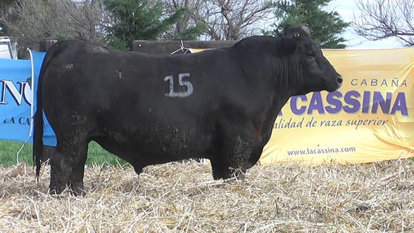 Lote TOROS ANGUS PUROS CONTROLADOS