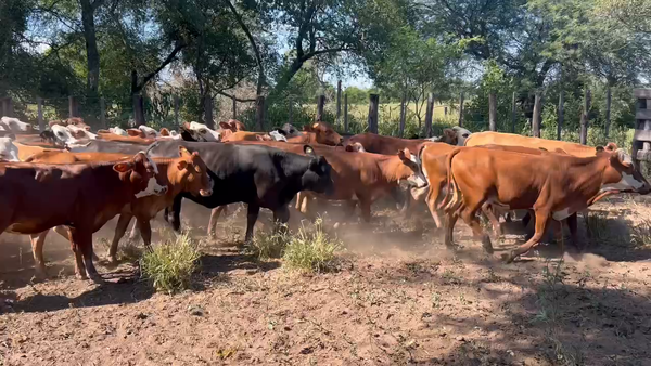 Lote 180 Terneras en Juan José Castelli, Chaco