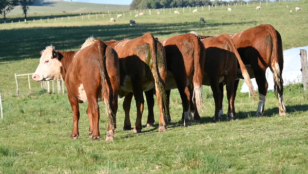 Lote 5 VAQUILLONAS PEDIGREE 2 AÑOS