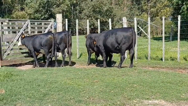 Lote vaquillonas gordas