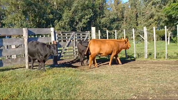 Lote 4 Vaquillonas/Vacas Gordas 430kg -  en PLAYA FOMENTO