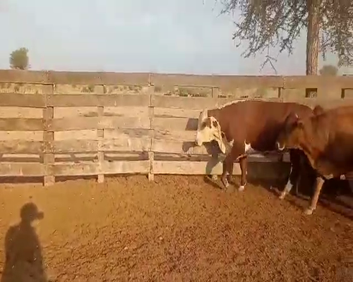 Lote 189 Novillos en Las Lomitas, Formosa