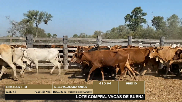 Lote LOTE 5 - 42 VACAS CBO VARIOS
