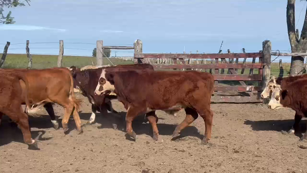 Lote 70 Terneros