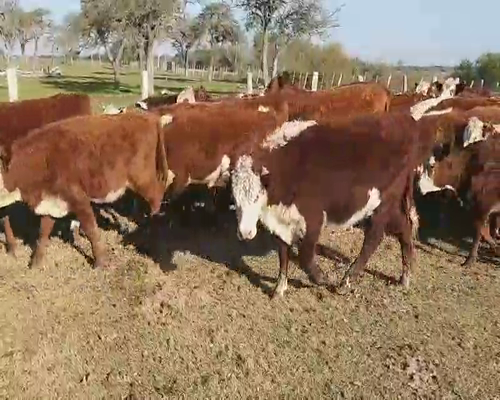 Lote 120 Terneros/as en Villaguay, Entre Ríos