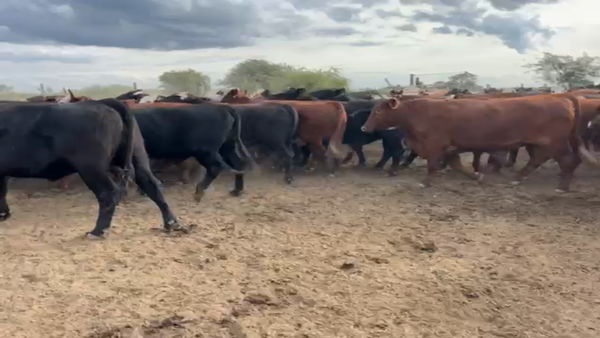Lote 120 Novillos Cruzas británicas en Calchaquí, Santa Fe