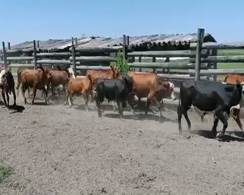 Lote 100 Terneros en Gral. Manuel Belgrano, Formosa