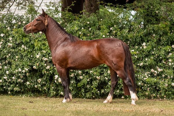 Lote PORÁ LENTEJA 2