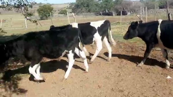 Lote 8 Terneros Holando