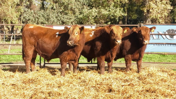 Lote TOROS ANGUS COLORADOS PC