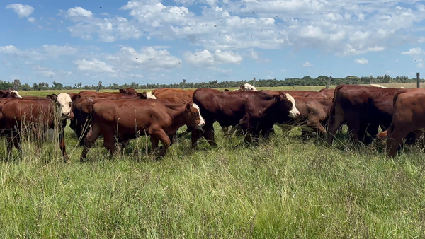 Lote 120 Terneros en Corrientes, Goya