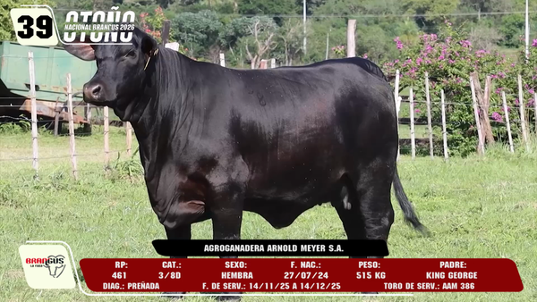 Lote LOTE 39 -DE CAMPO