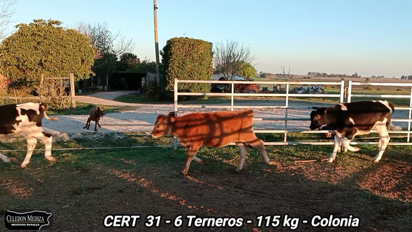 Lote 6 Terneros en Colonia